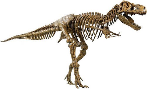 恐龙骨骼化石想要上门收购快去哪里现金交易