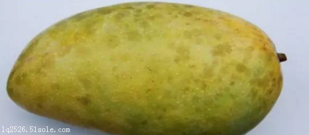 【芒果露水斑病防治技术 使用中药杀菌剂效果