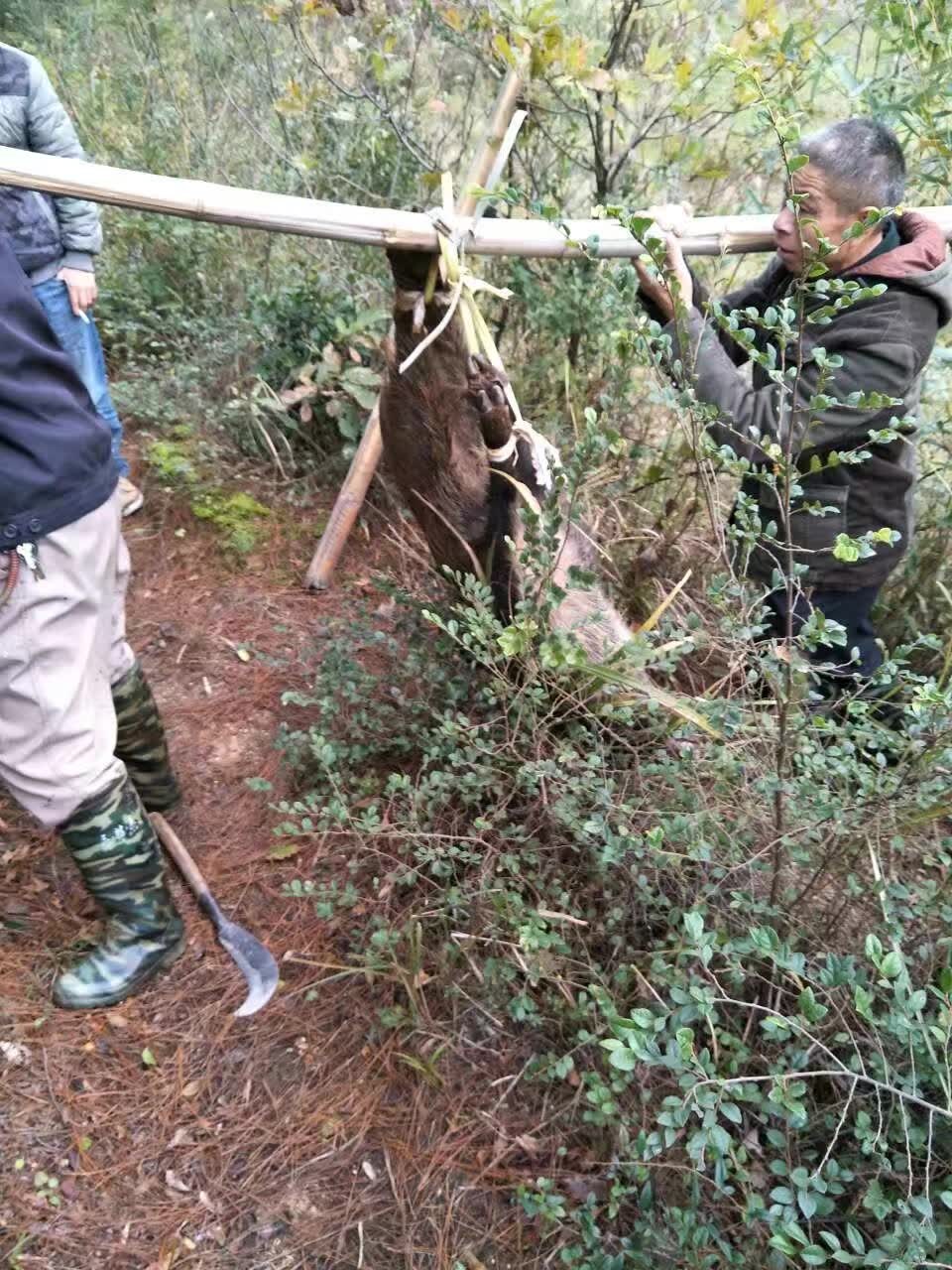 超声波捕猎机厂家是真的吗