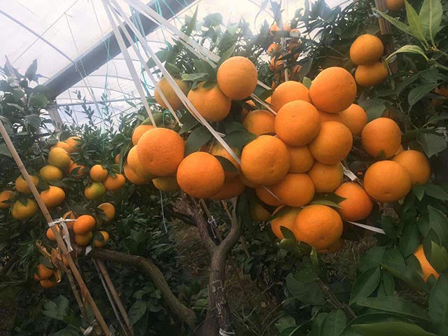 正宗红美人柑橘苗供应,象山爱媛38号柑桔,色味