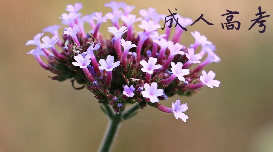 贵州成人高考报名|成人高考报名时间|成人高考