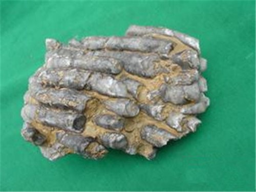 海洋生物化石上门收购大概是什么价位