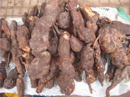 野生何首乌去哪里收购好价值高现金收购