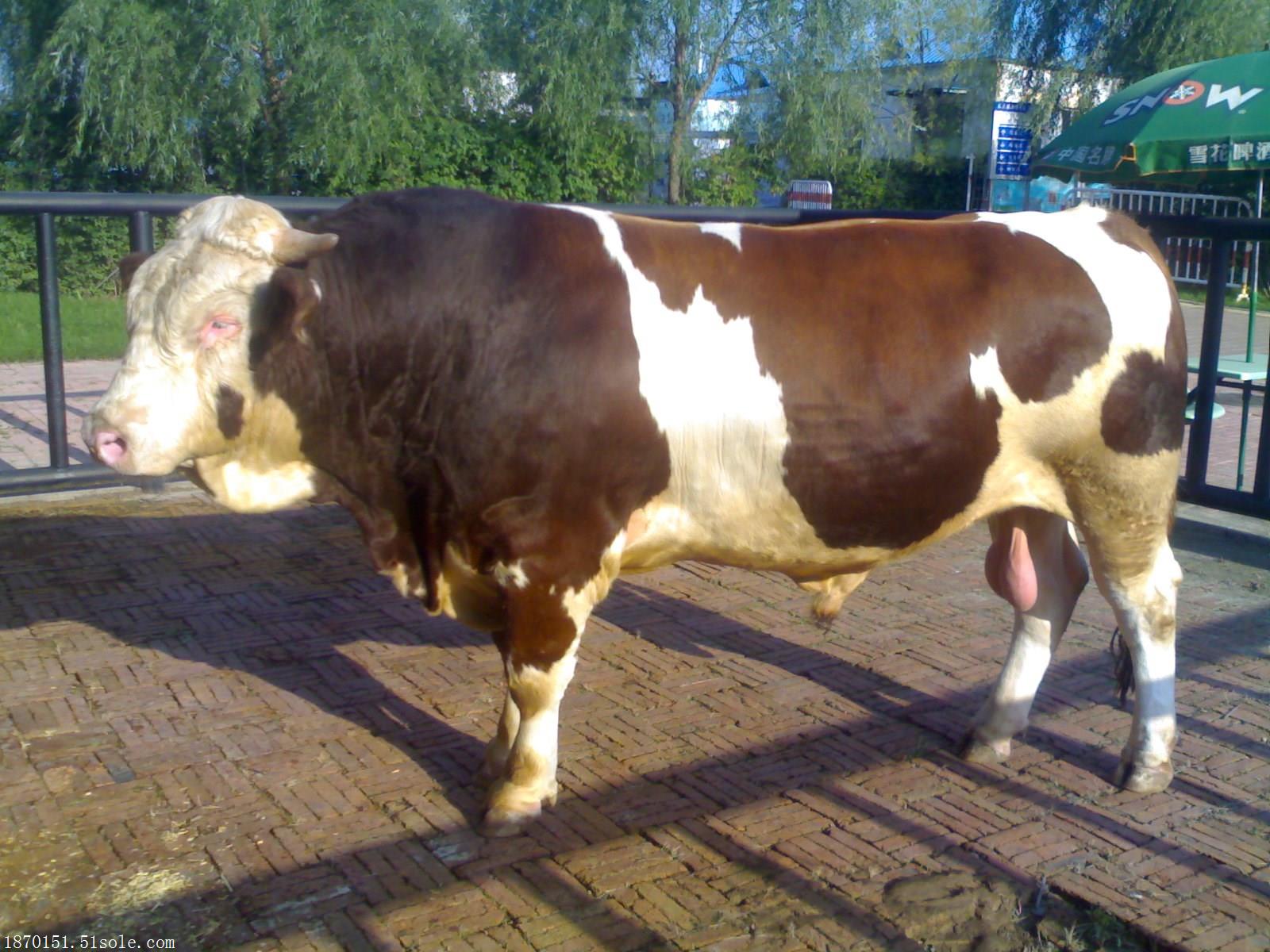 吉林改良牛报价西门塔尔牛养殖技术优惠促销
