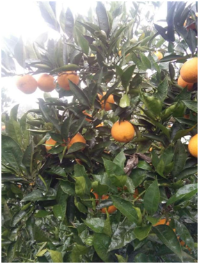 柑橘砂皮病 青苔如何防治有啥特效药