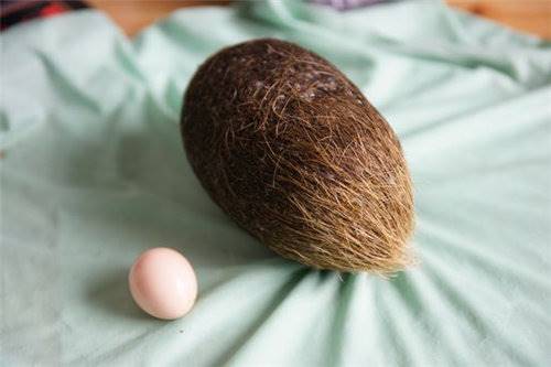 哪个渠道拍卖猪宝好