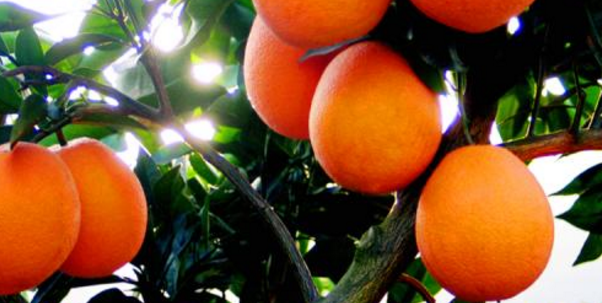 梧州纽荷尔脐橙树多少钱一株图片_高清图