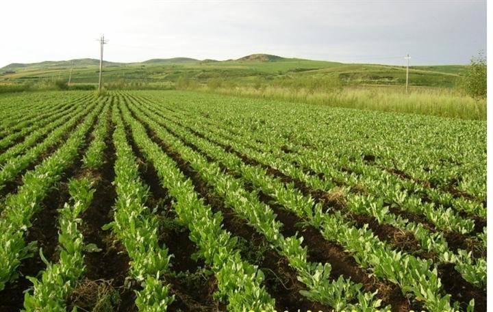 中药材种植油用牡丹苗1年苗2年苗3年苗基地直