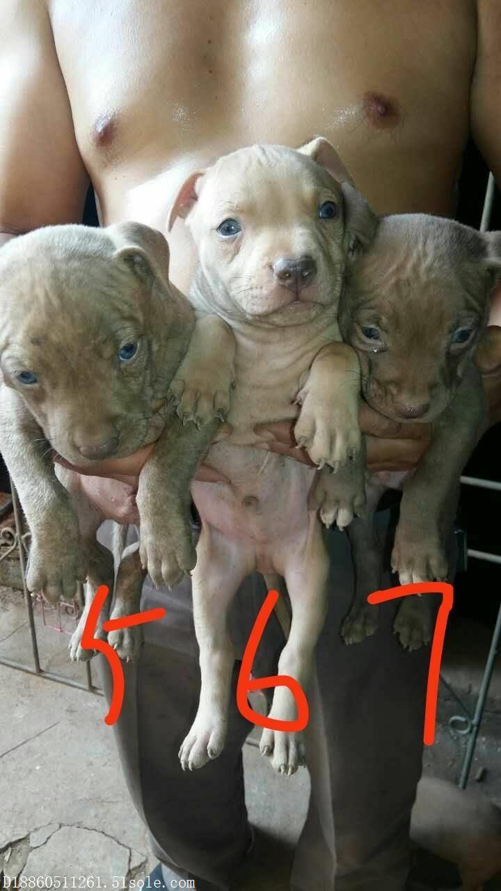 比特犬打架视频图片_高清图-隆鑫特种犬业养殖