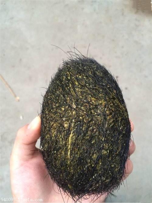 2018年猪宝的辨别方法