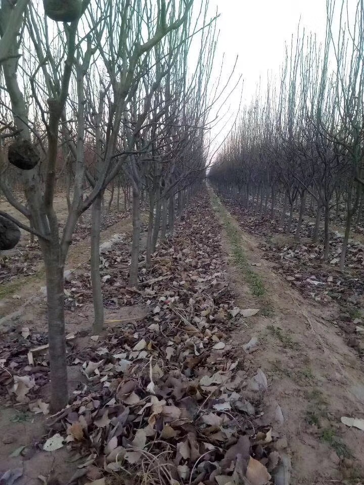 早酥红梨批发 梨树苗基地 诚信经营