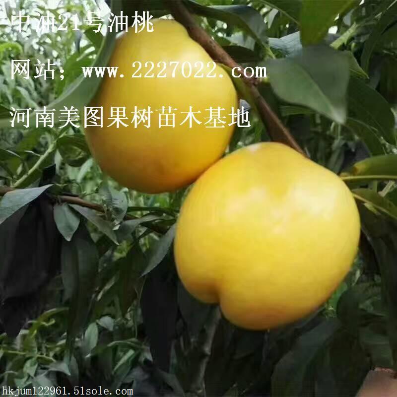 中油21号油桃