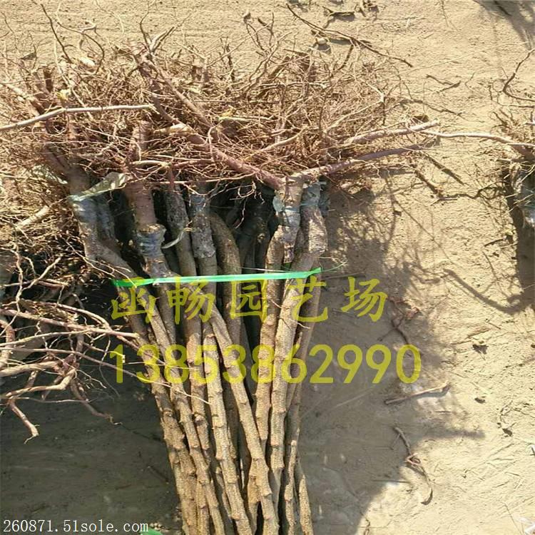 云南哪里有杏树苗\/\/云南哪里有卖杏树苗的多少