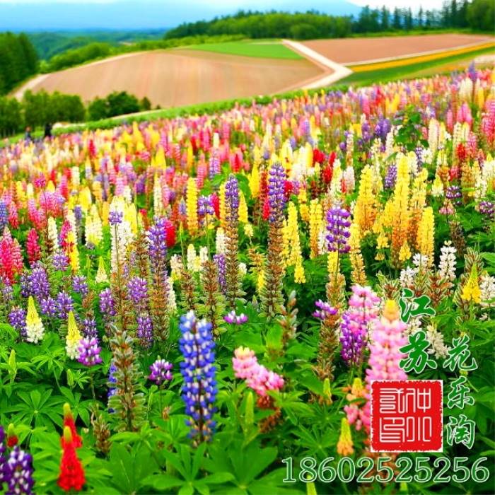 花海满天星设计种植效果