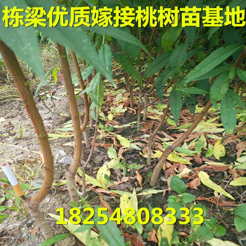 沙子早生桃树苗在山东价格