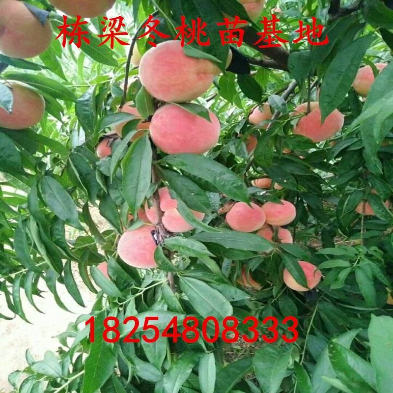 北京14号桃树种苗批发北京14号桃树种苗售