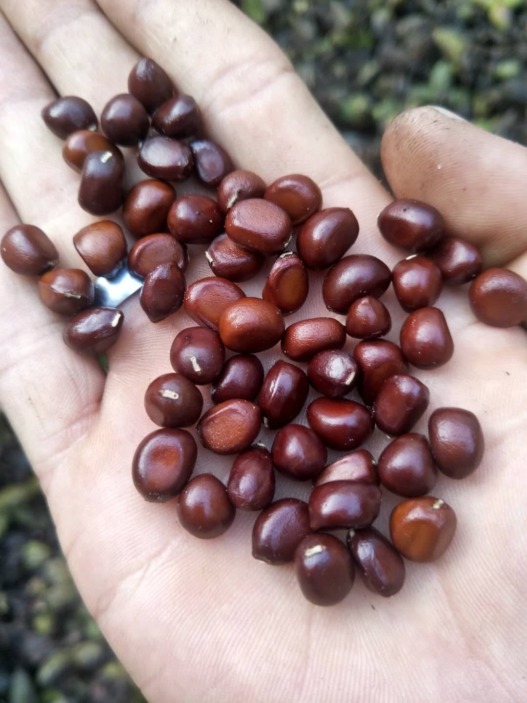 我国国家级种业基地供种保证率到达80%