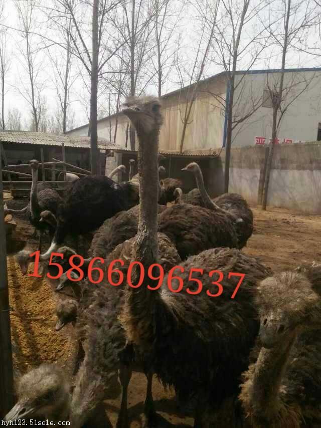 火鸡出售华旺养殖场青海省海西蒙古族藏族自治州乌兰县