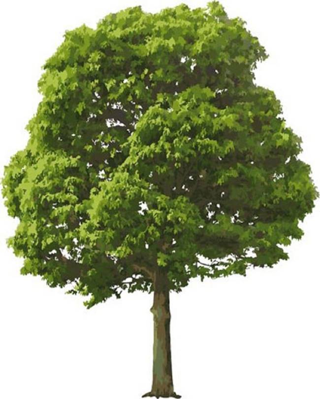 2018年107速生杨价格图片_高清图-河北大森林