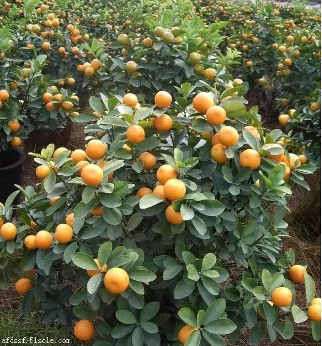 枸橘苗种植基地