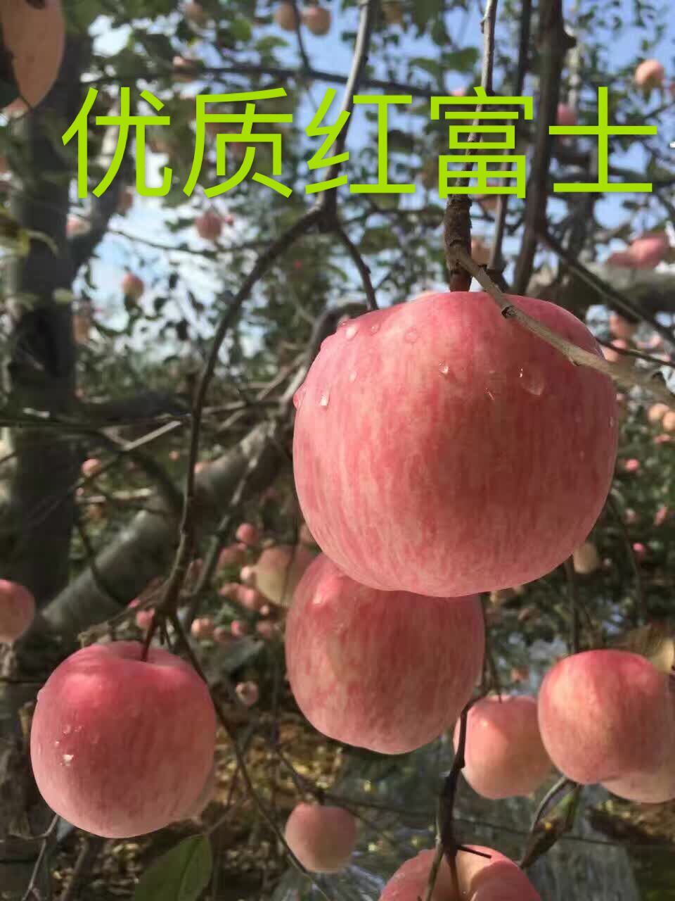 红富士批发价格