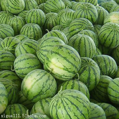 2018年8424西瓜批发,西瓜价格,西瓜批发价格是