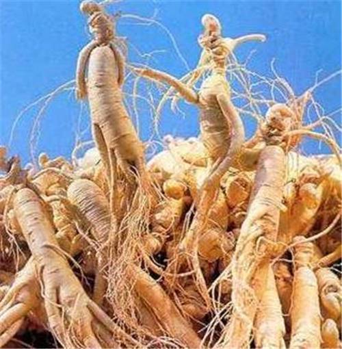 【人形千年人参如何拍卖鉴定】价格,厂家,杂项