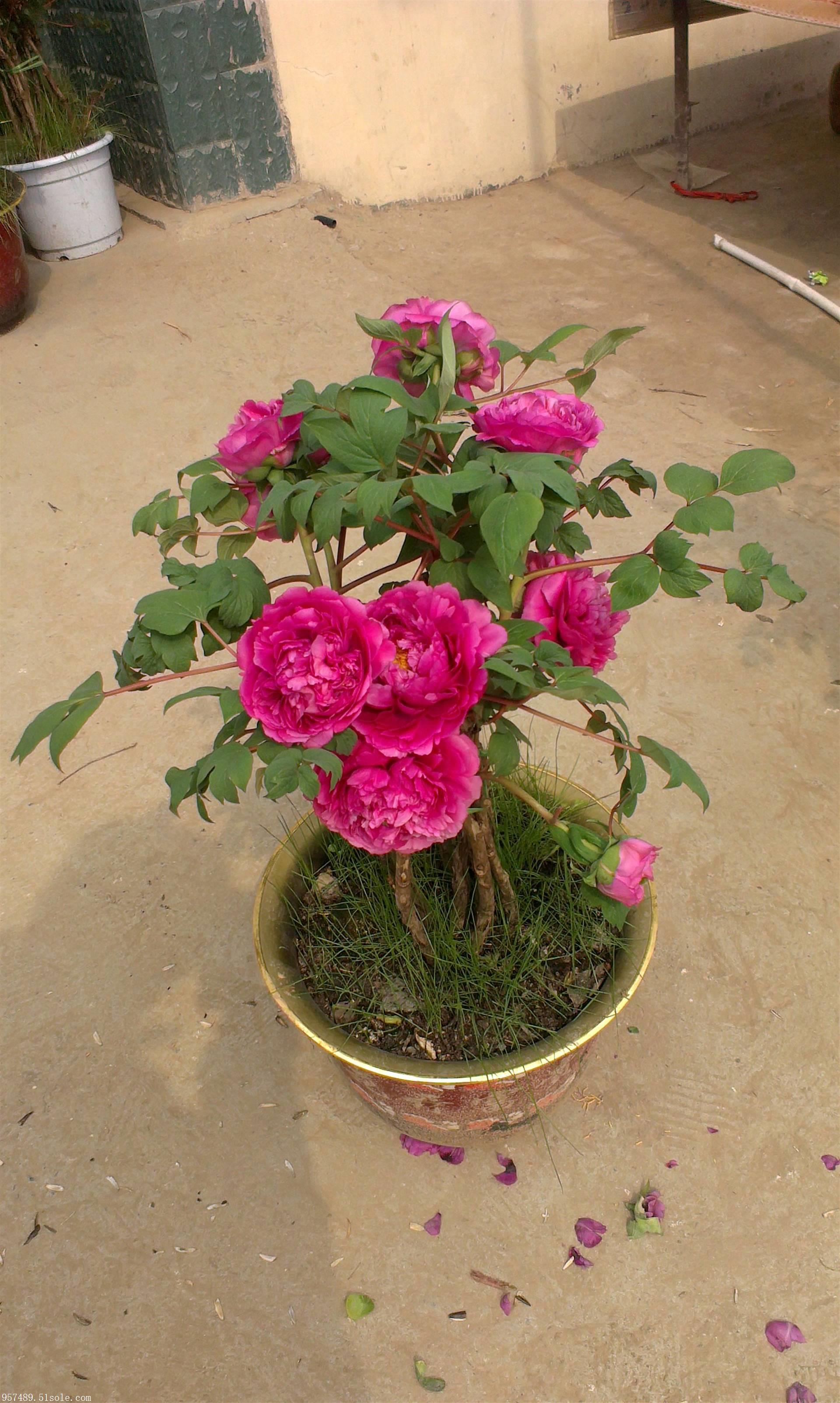 盆栽牡丹 菏泽牡丹 催花牡丹