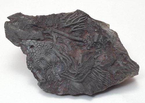 【碳质球粒陨石的真假怎么看】价格,厂家,杂项