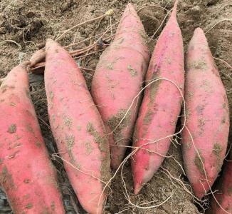 【供应河南红薯苗烟薯25】价格,厂家,蔬菜种子