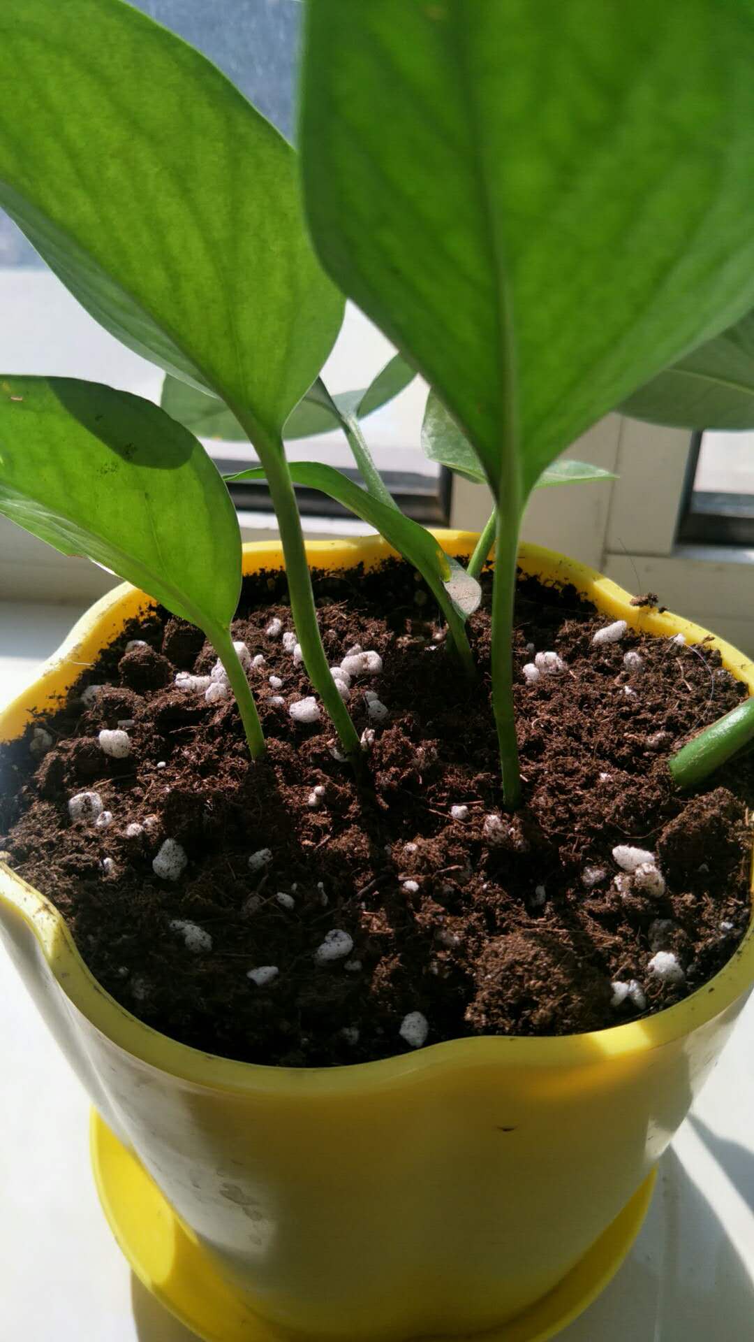 阳台花卉多肉盆栽绿萝发财树富贵竹营养土图片