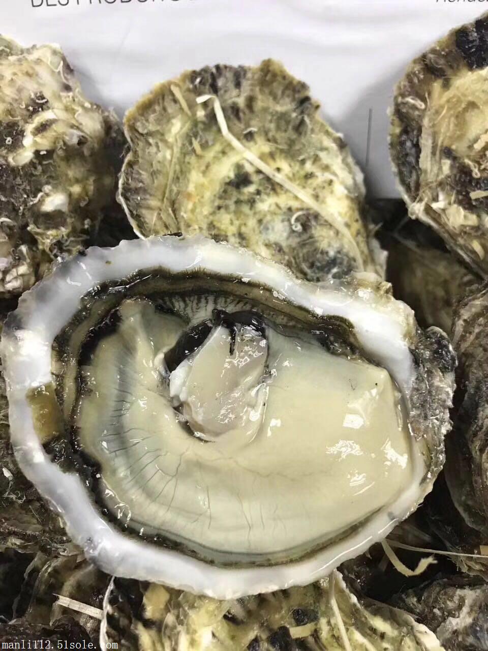 法国生蚝吉拉多 gillardeau 0号进口生蚝批发