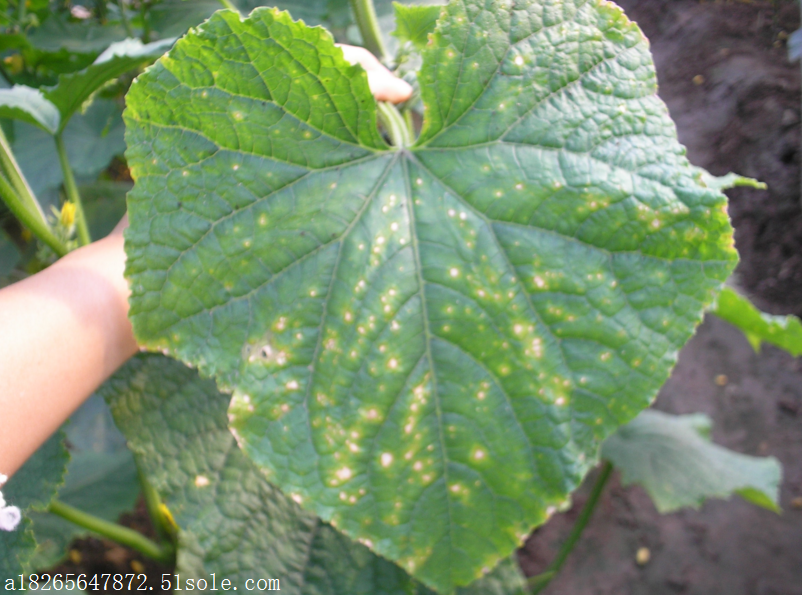 黄瓜细菌性角斑病 叶枯病用有机杀菌剂细截厂家直销