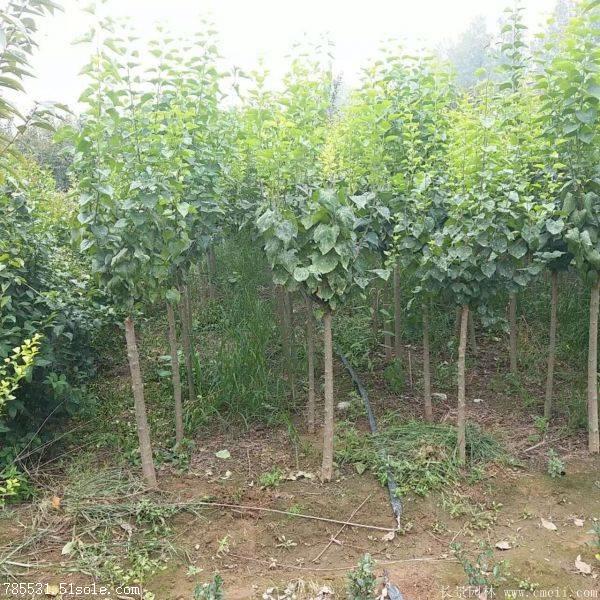 陕西高杆丁香基地 甘肃高杆丁香价格 高杆丁香信息