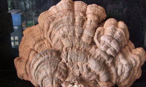 野灵芝多少钱一斤丹东图片