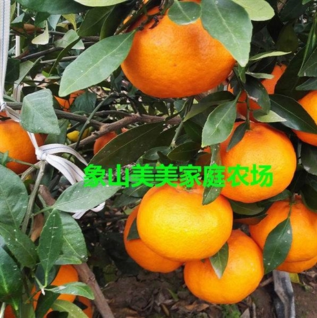 正宗象山爱媛34号桔子树苗,柑橘新品种,50株起