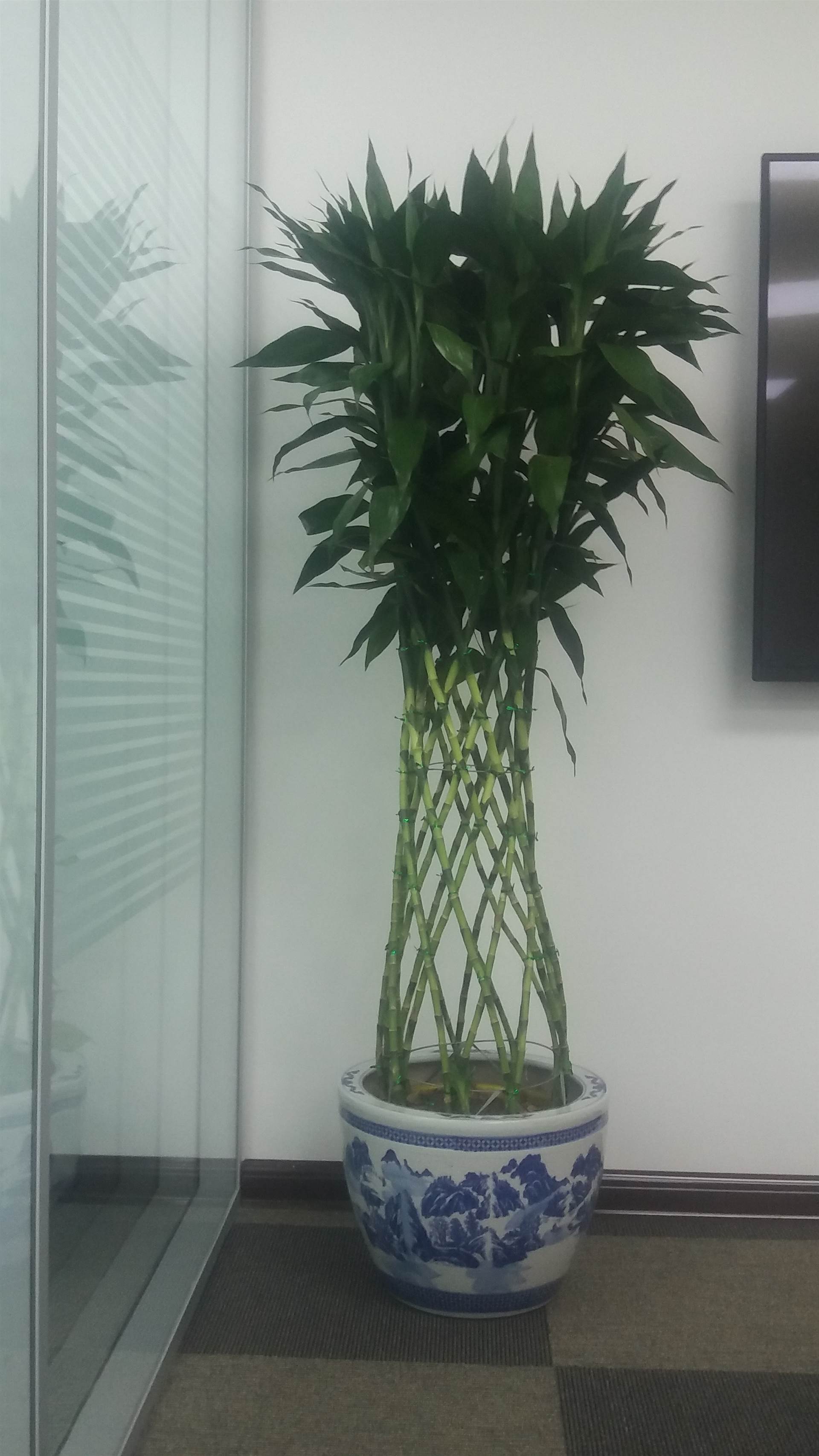 朝阳绿植租摆、朝阳花卉租摆服务公司