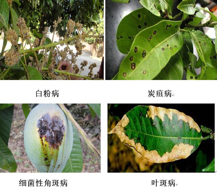 芒果白粉病,炭疽病,叶斑病,细菌性角斑病防治方案