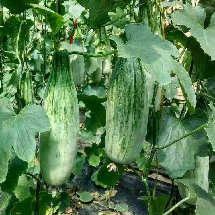 羊角蜜甜瓜种子 春季 羊角酥密 香瓜甜瓜