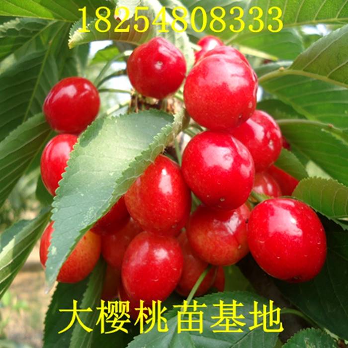 【大樱桃树苗怎么卖大樱桃树苗培育基地】价格