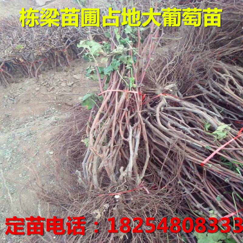 藤稔葡萄苗基地藤稔葡萄种苗图片