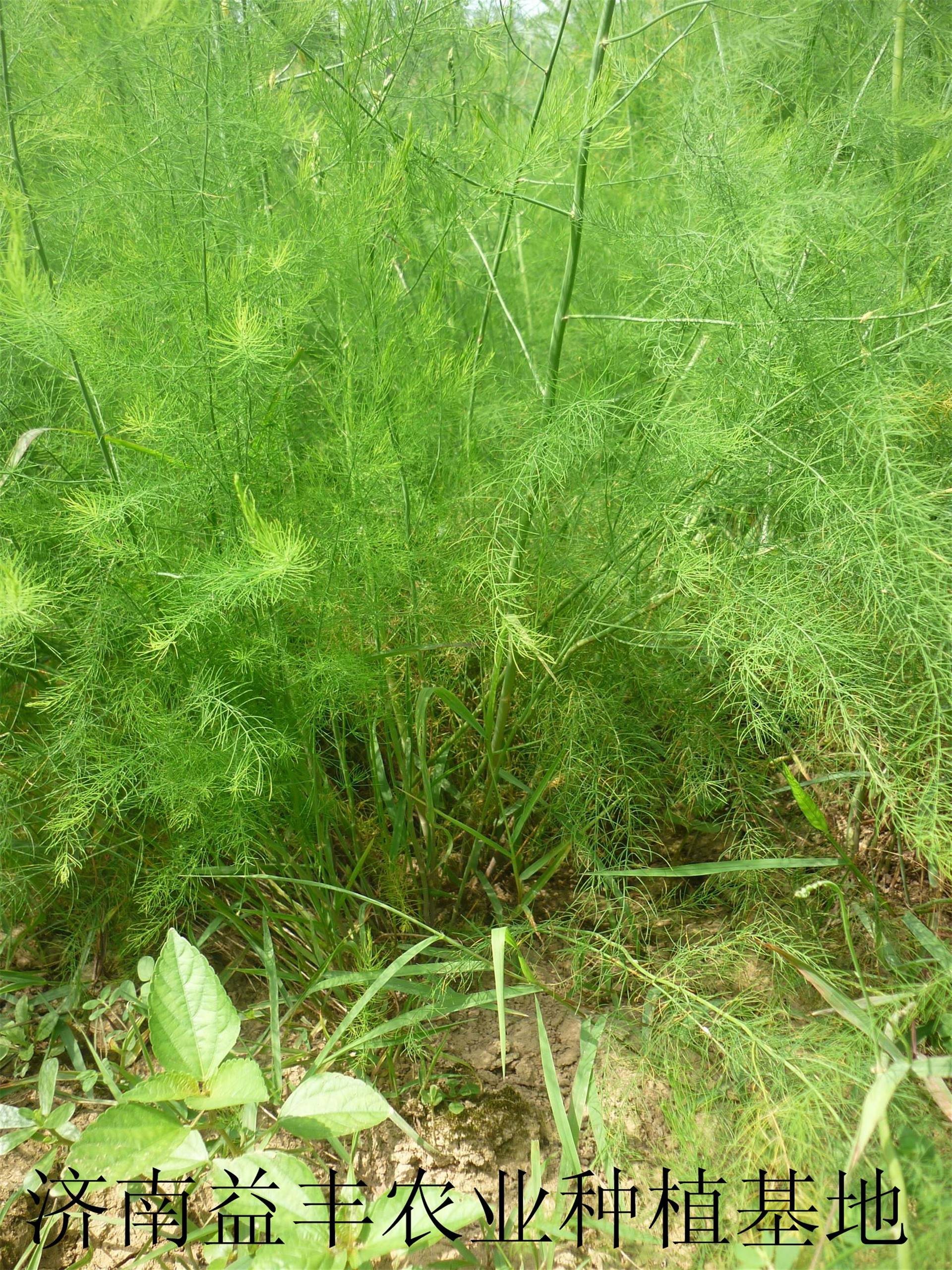 绿芦笋专业种植合作社 供应优质芦笋种苗