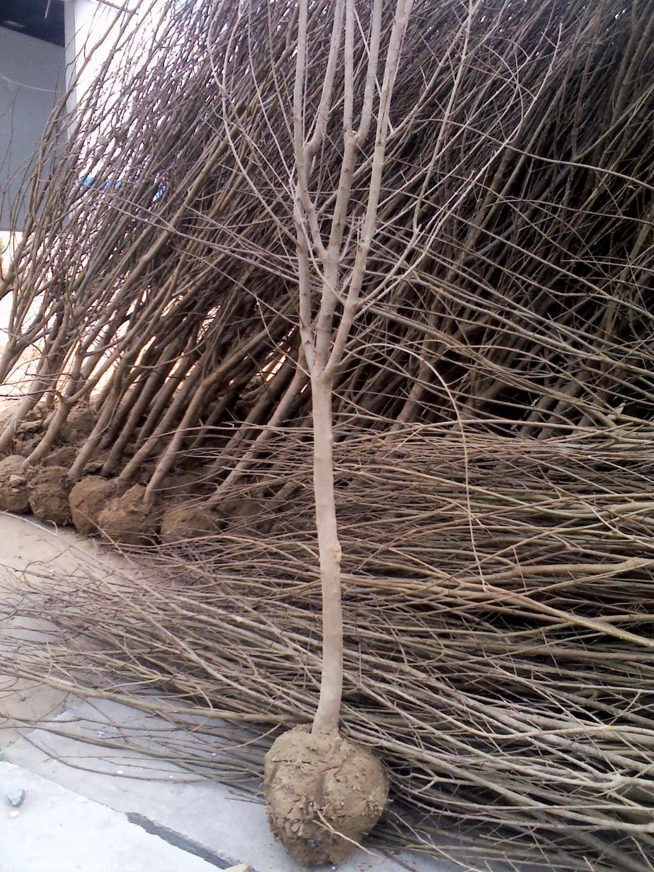 【山东石榴苗 石榴苗产地 石榴苗批发】价格,厂