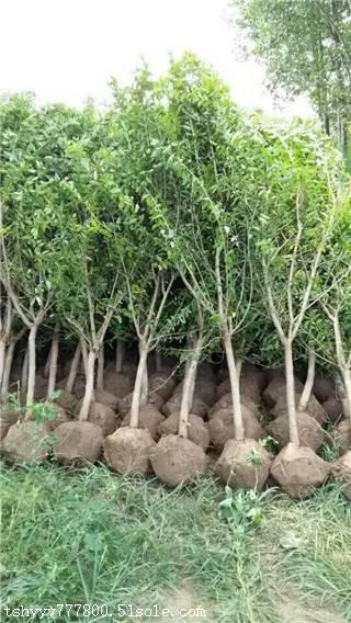 【山东石榴苗 石榴苗产地 石榴苗批发】价格,厂