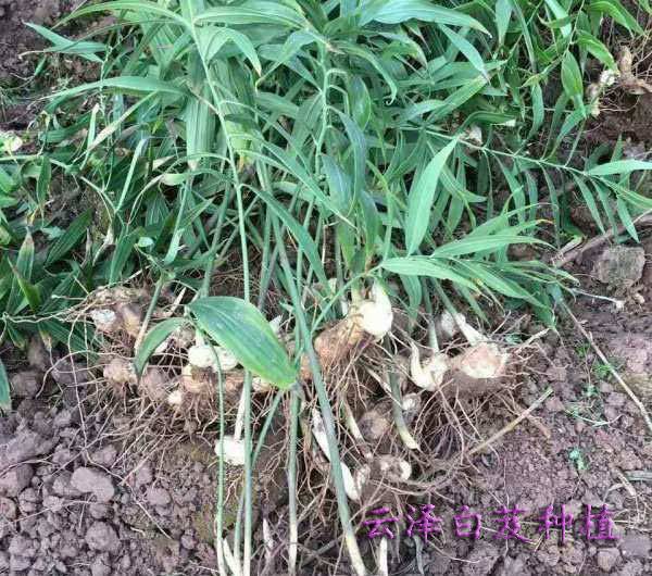 长顺白芨种植场种白芨_云泽农业