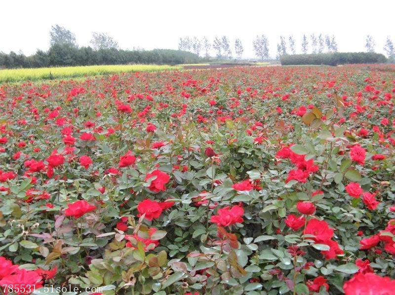 宁夏月季自产自销宁夏月季花价格咨询月季花种植与管理几大问题