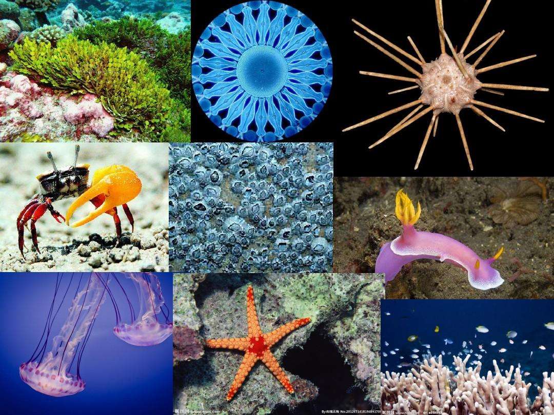 各种各样的海洋生物