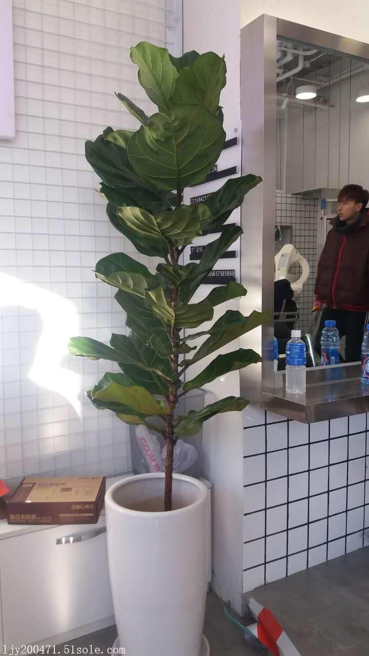 北京专业花卉绿植租赁服务公司