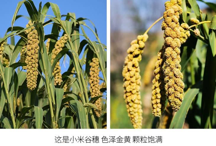 太行粮仓黄小米1kg