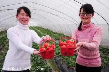 草莓采摘机德国进口清关申报行图片_高清图